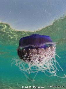 Cauliflower jellyfish
(Cephea cephea) by Adolfo Maciocco 